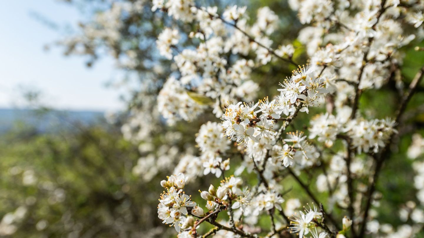 Der Lenz ist da: So gelingt der Start in den Frühling