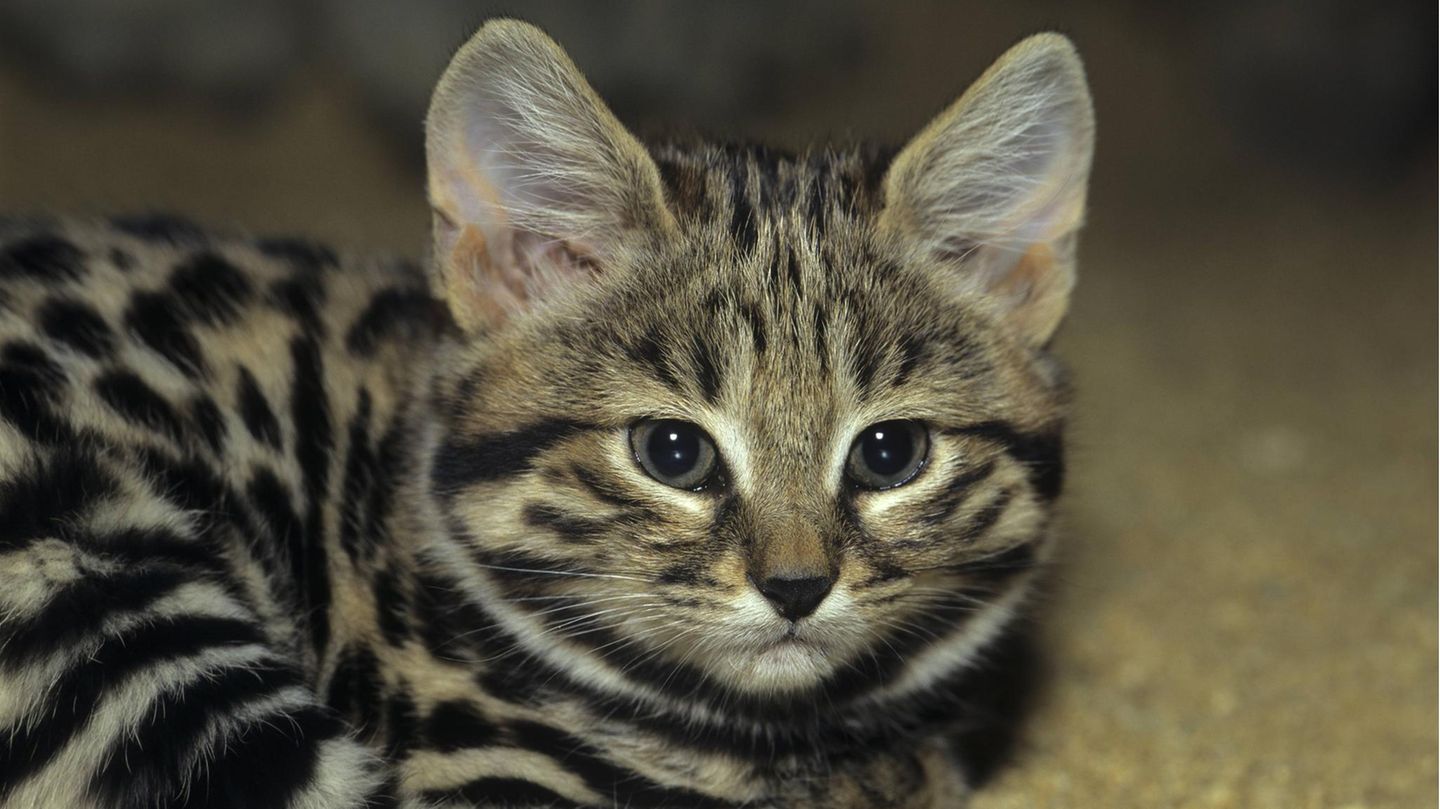 Erfolgreiche Jägerin: Kleiner Killer – die Schwarzfußkatze ist die tödlichste Katze der Welt