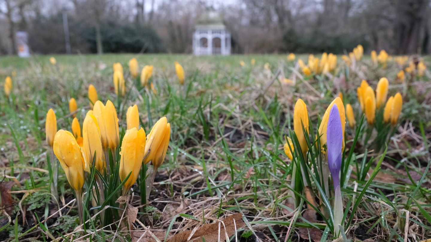 Wetter: Frühling erreicht Sachsen – Temperaturen steigen auf 16 Grad