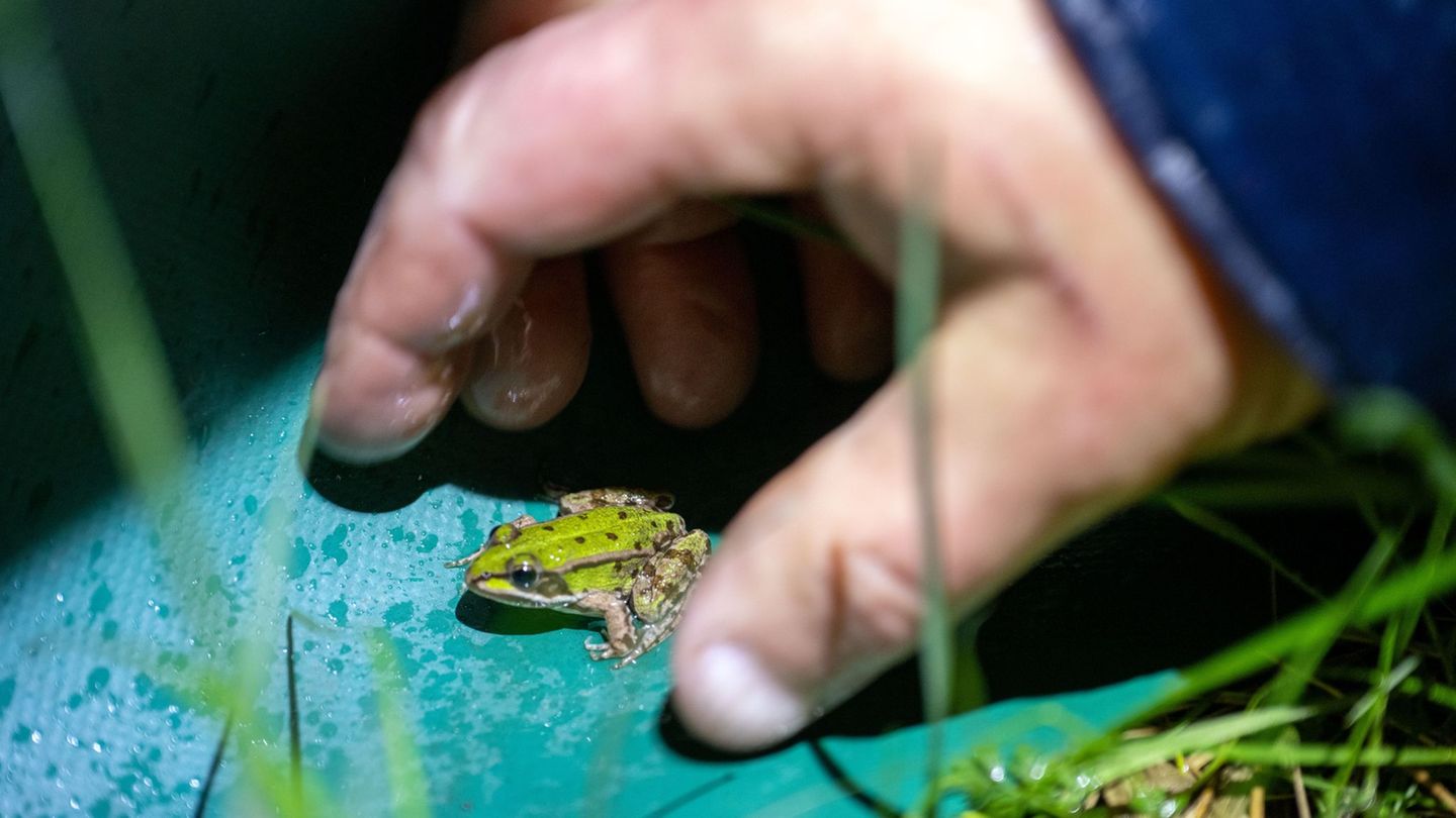 Naturschutz: Krötenwanderung in Schleswig-Holstein beginnt