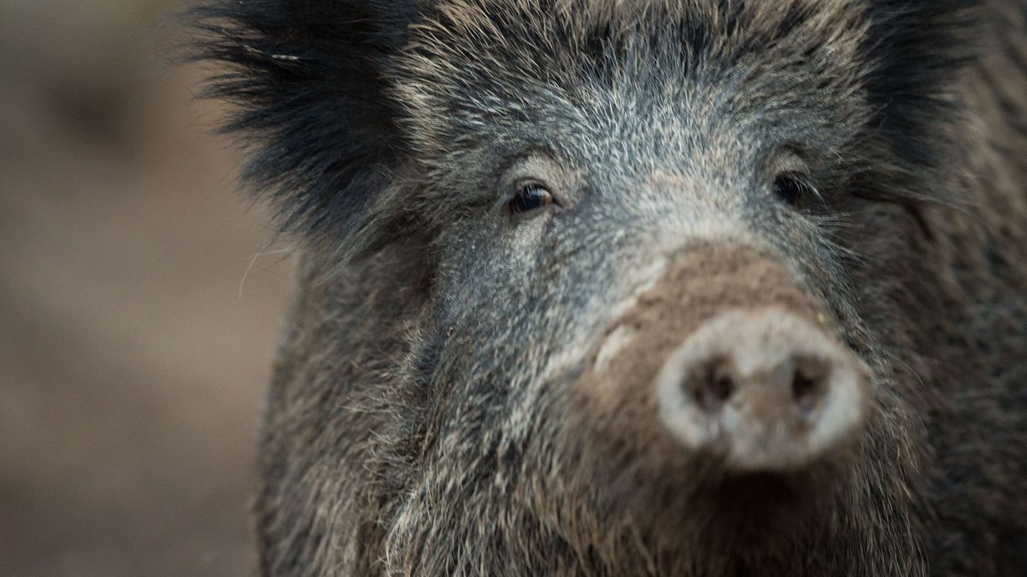 Tier außer Kontrolle: Aggressives Wildschwein verletzt drei Menschen