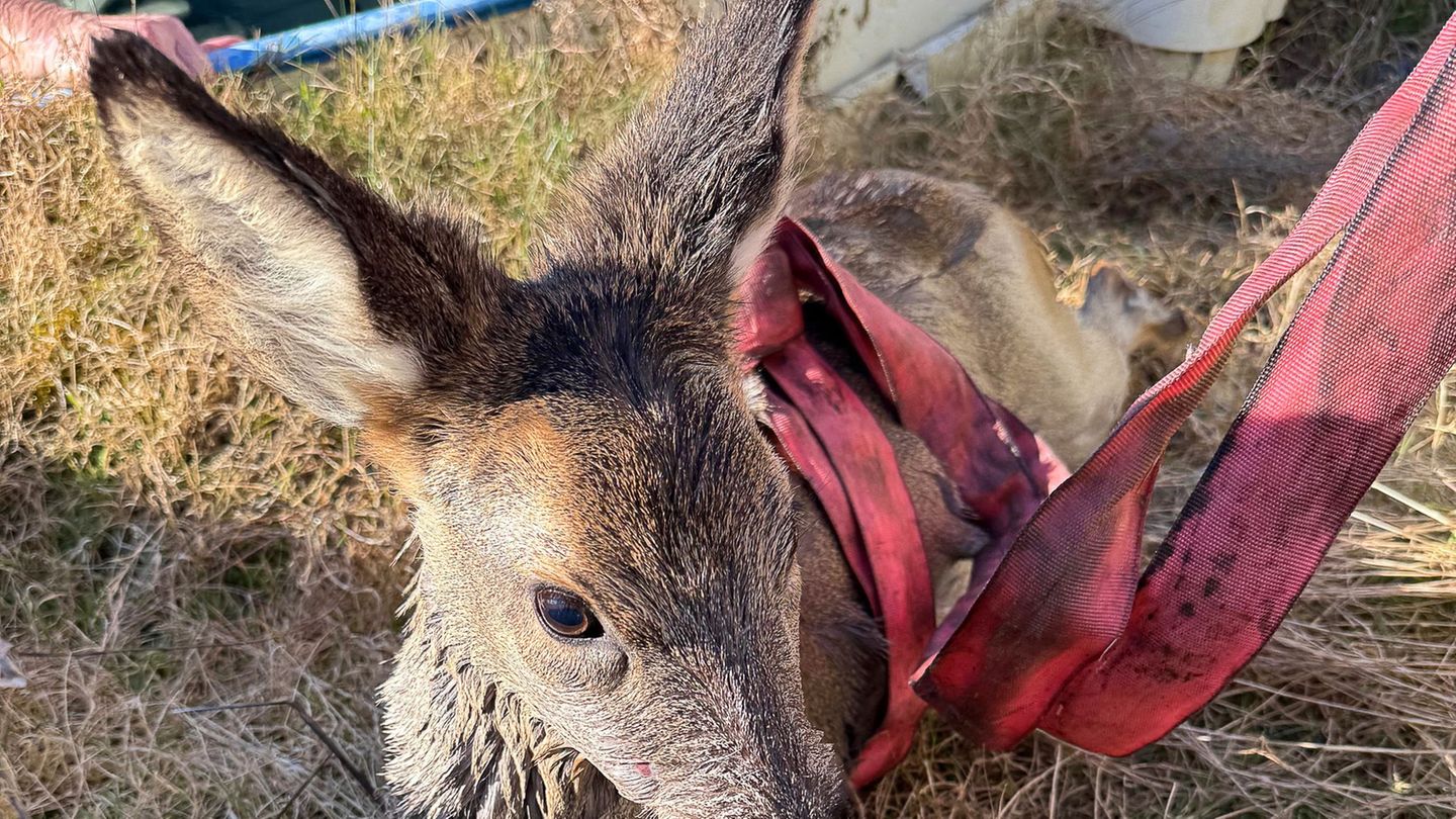 Tiere: Junges Reh aus Pool gerettet