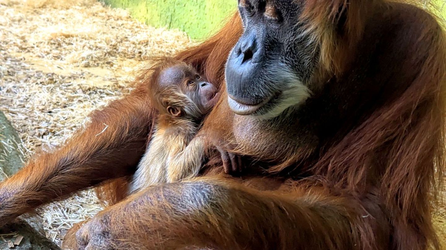 Nachwuchs: Dresdner Zoo freut sich über Nachwuchs bei Orang-Utans