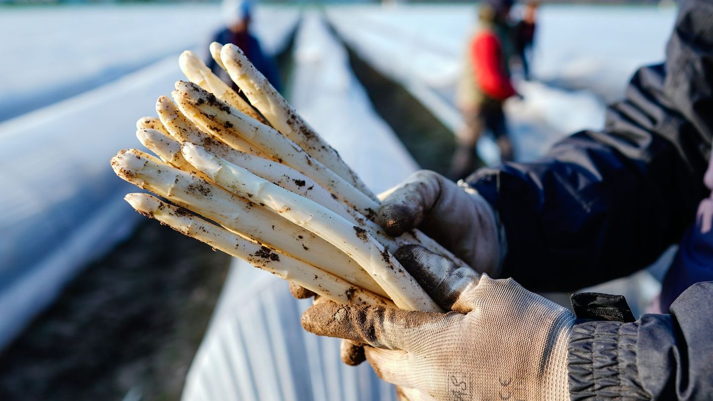 Saisonbeginn: Spargel aus NRW wird voraussichtlich nicht teurer