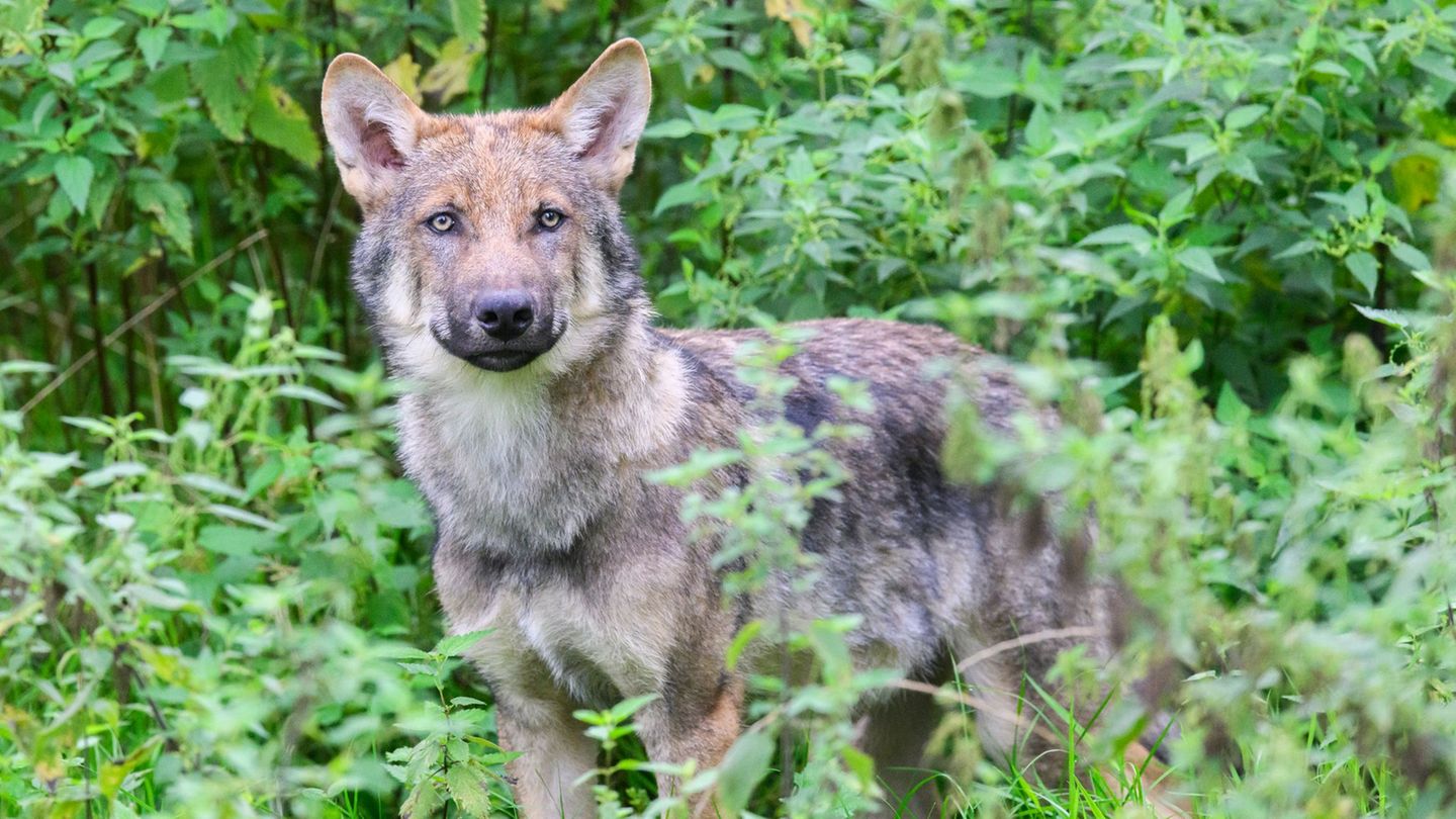 Wölfe in Deutschland: Weniger Wolfsrisse – Verein Wildtierschutz lehnt Abschuss ab