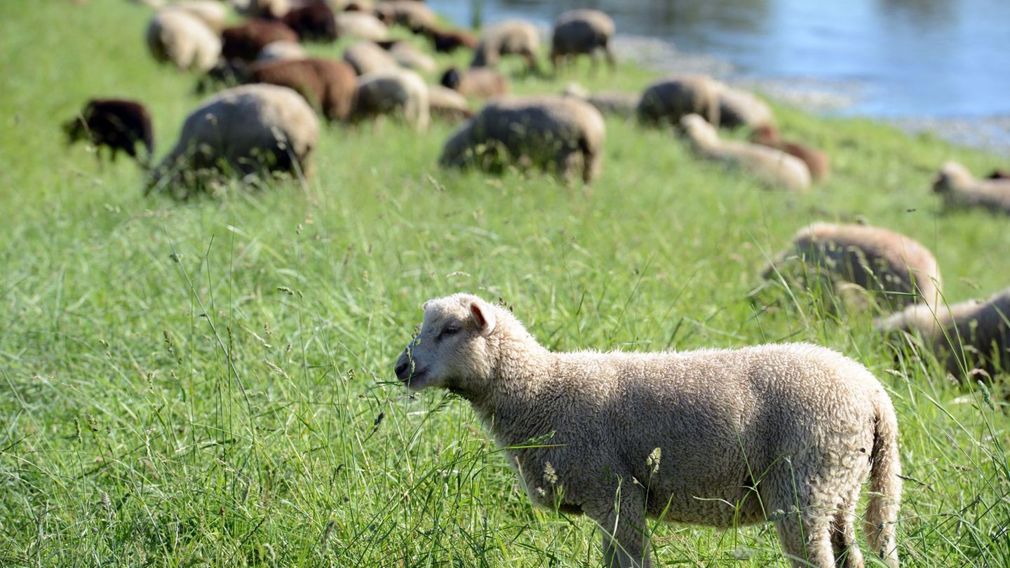 Tote Schafe: Nach Tierschutzskandal: Landesregierung möchte Register