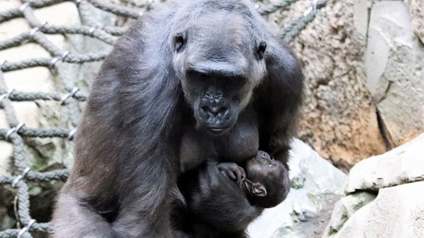 Tiere: Gorilla Kio stirbt nach riskanter Narkose im Zoo Leipzig