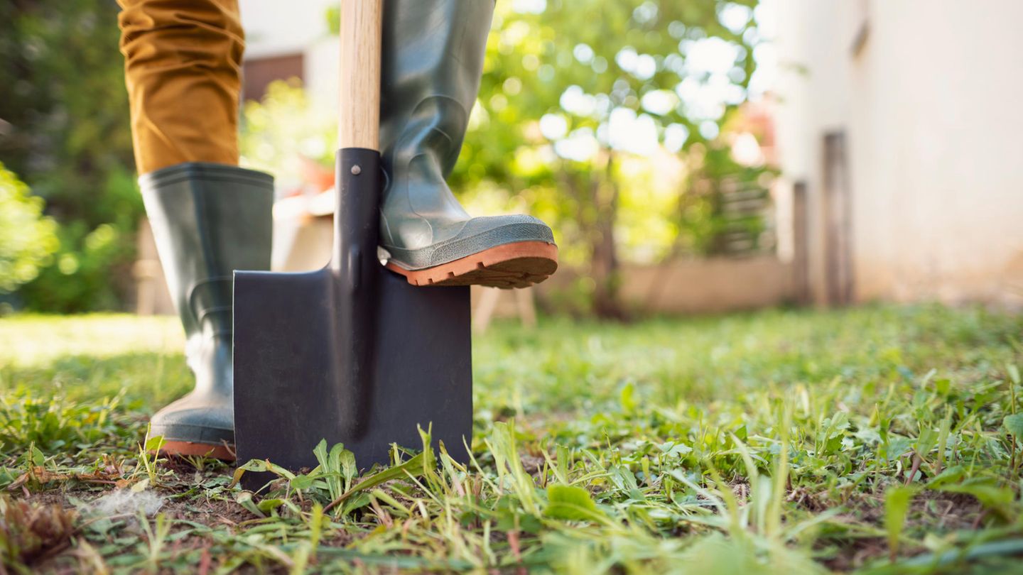 Rasen, Beete & Insekten: Gartenarbeit im März: Die 5 wichtigsten To Dos vor dem Frühlingsanfang