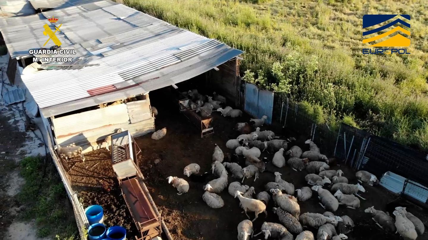 Spanien: „Schlachthof des Grauens“: Fleischskandal in Madrid enthüllt