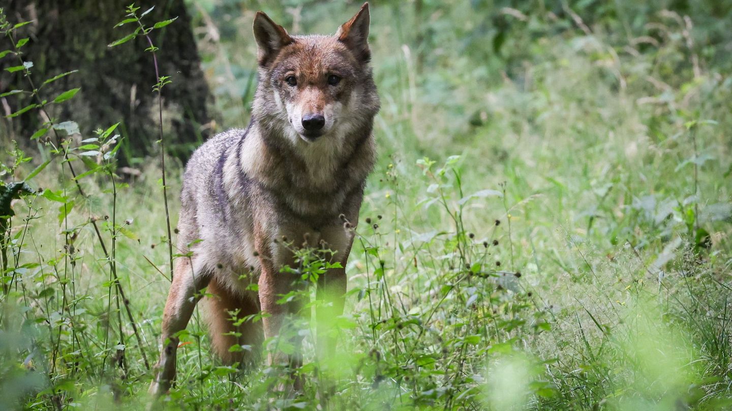 Wolf: Wolfsrüde taucht vermehrt in Region Soonwald-Nahe auf