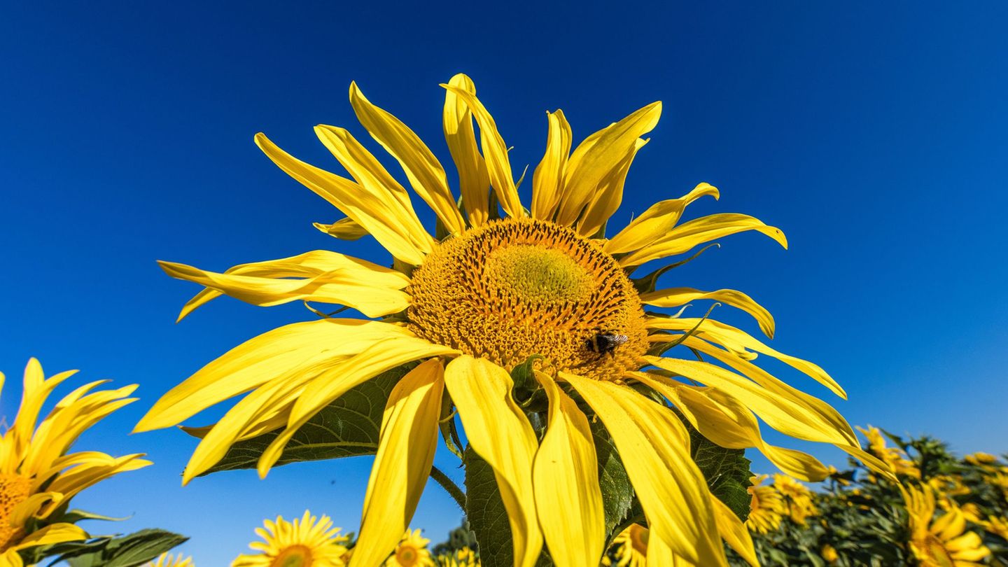 Wetter: Sonnige Aussichten für Berlin und Brandenburg