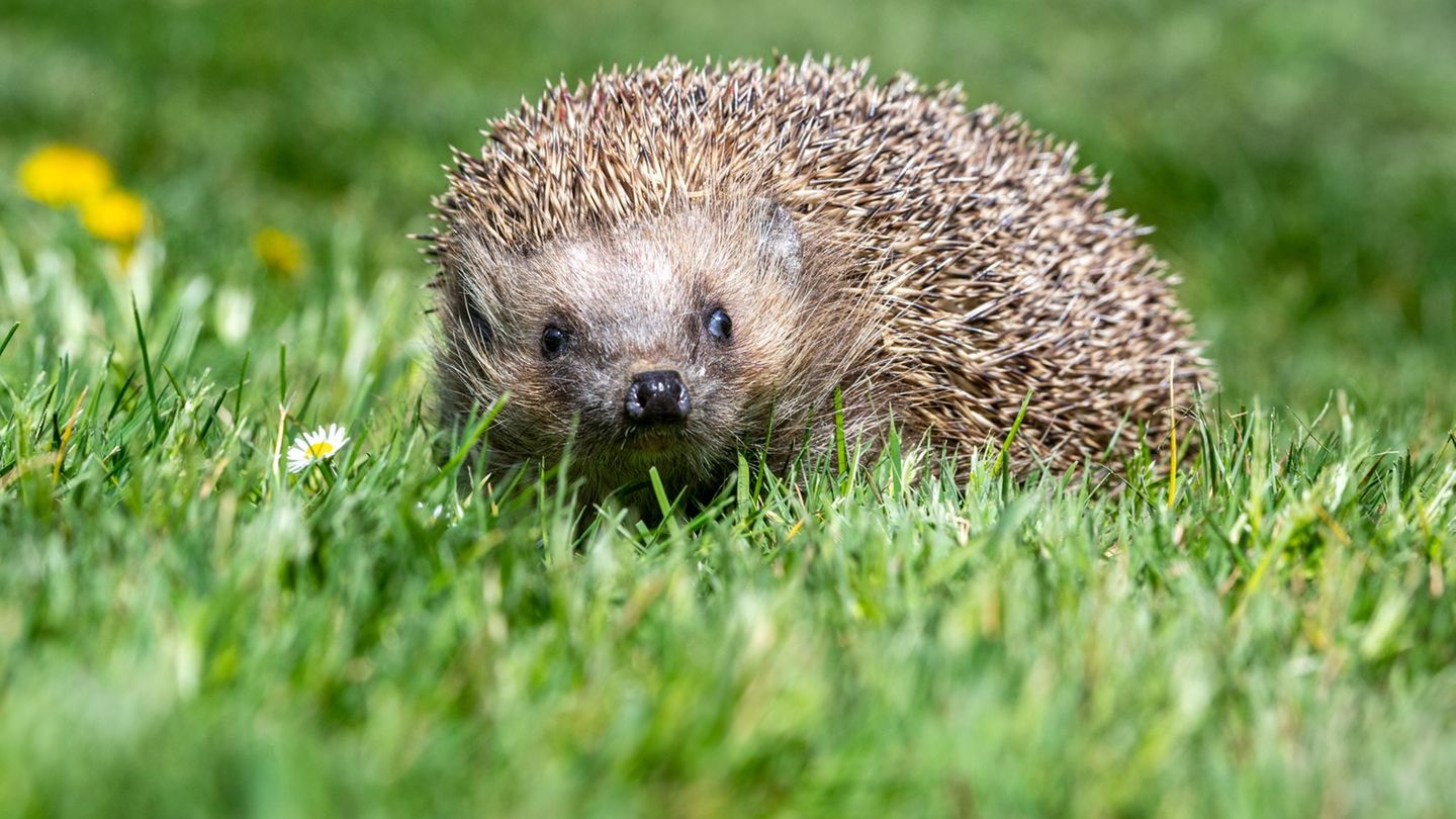 Igelsterben: Igel in Gefahr – Nabu fordert Nachtfahrverbot für Mähroboter