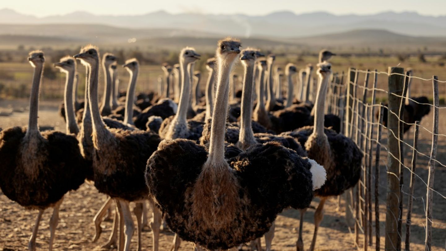 Studie: Vorfahren von Strauß und Emu konnten fliegen